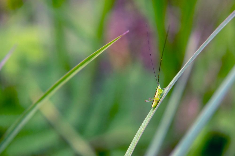 slender meadow katydid sitting on blade of grass
